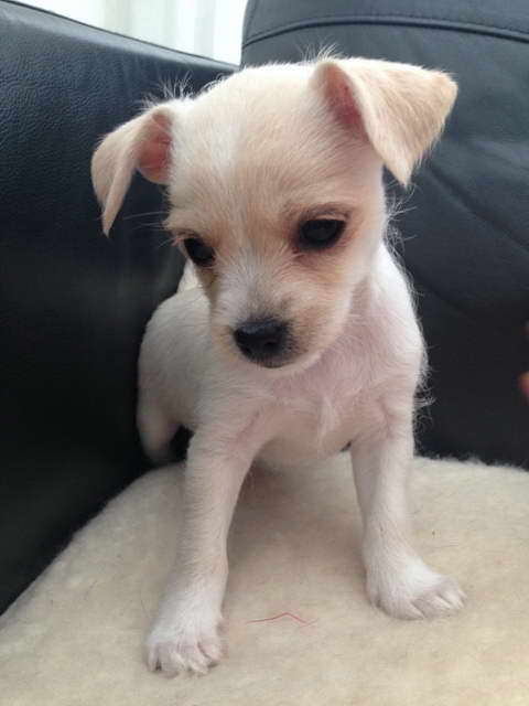 Chihuahua Terrier Mix For Sale