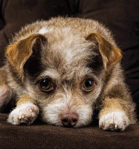 Chihuahua Terrier Puppies