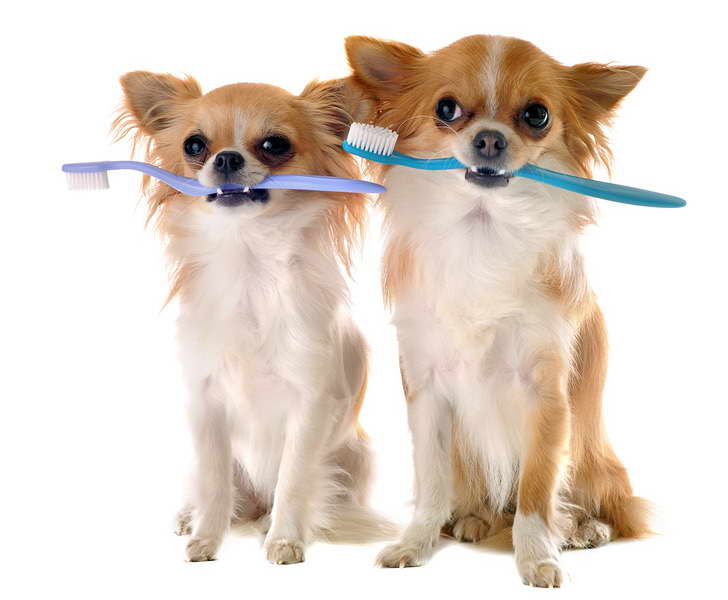 Chihuahua Toothbrush