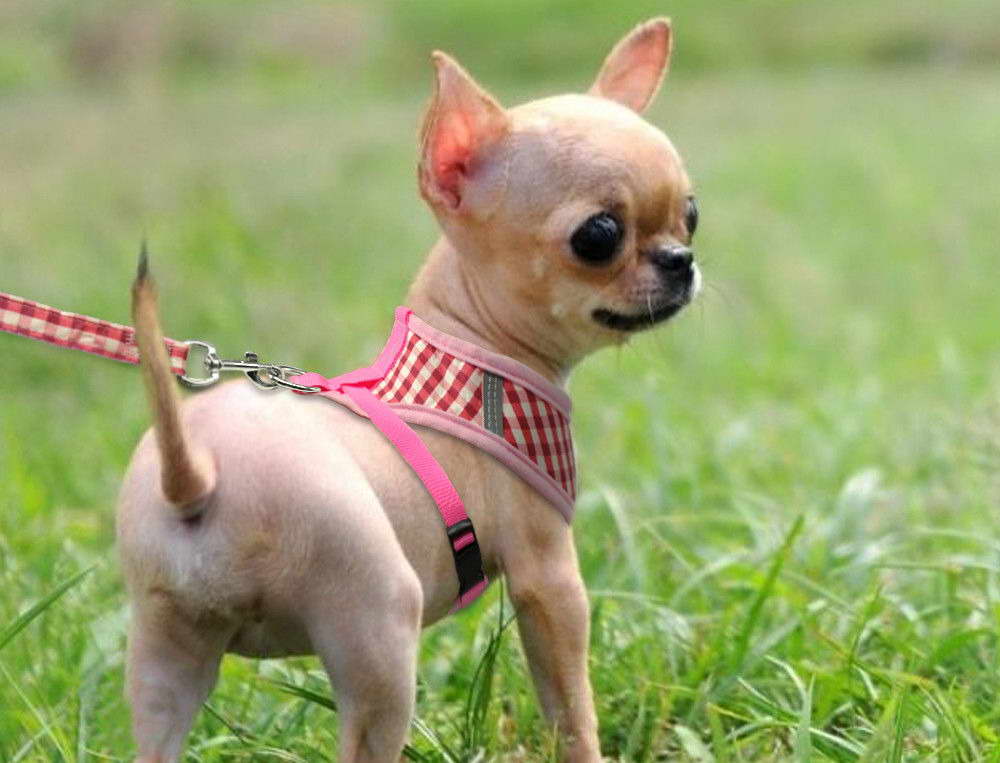 Chihuahua Toy PETSIDI
