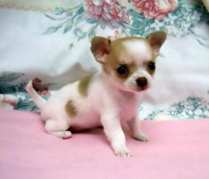 Chihuahua Toys For Sale