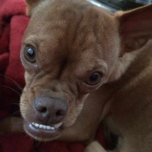 Chihuahua Transmission Grand Prairie