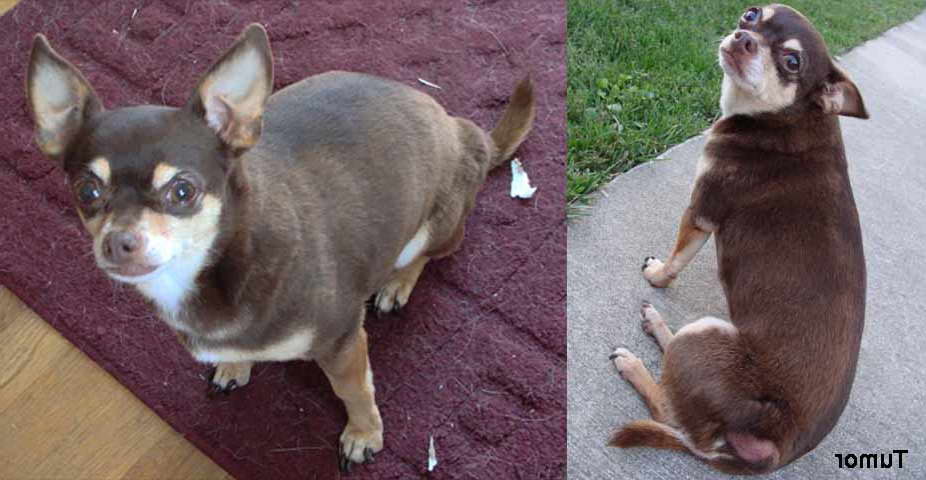 Chihuahua Tumors