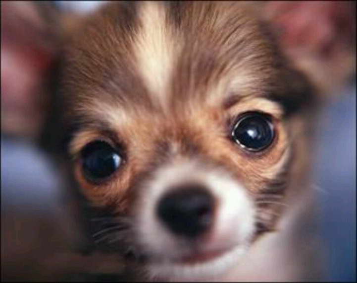 Chihuahua Watery Eyes PETSIDI