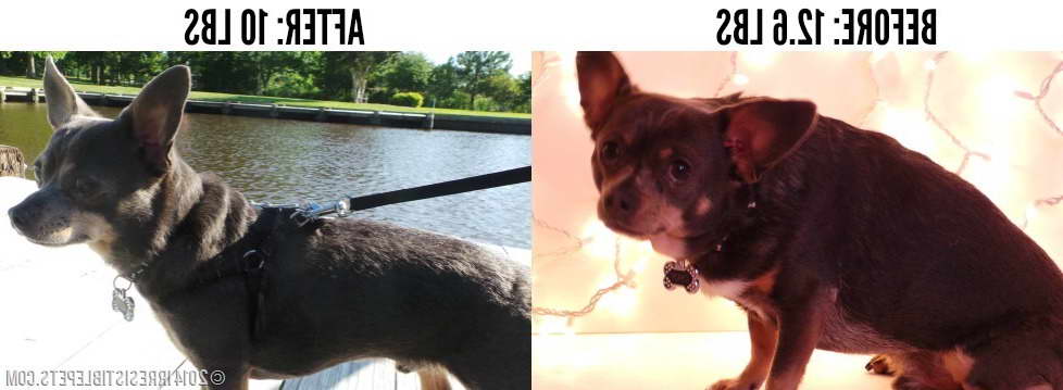 Chihuahua Weight Loss