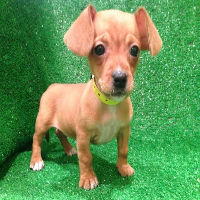 Chihuahua Weiner Dog For Sale