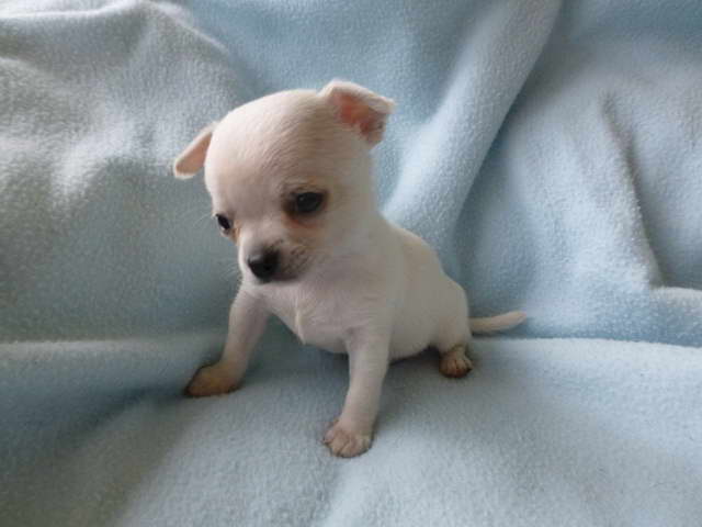 Chihuahua White Puppy