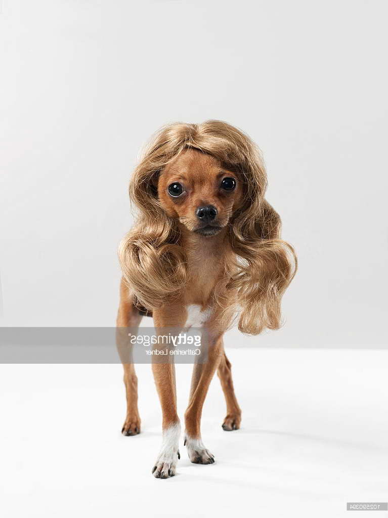 Chihuahua With Wig