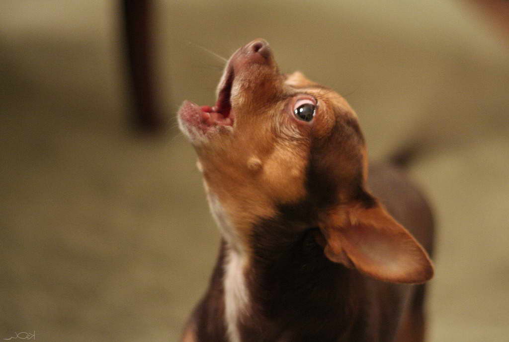 Chihuahua Wont Stop Barking
