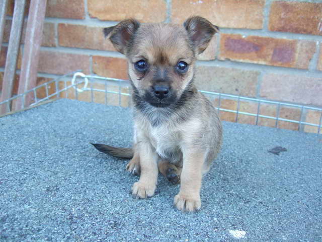 Chihuahua Yorkie Mix Puppies For Sale PETSIDI