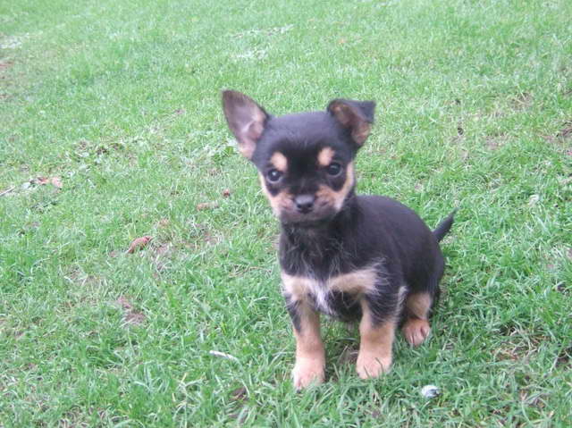 Chihuahua Yorkie Puppies For Sale