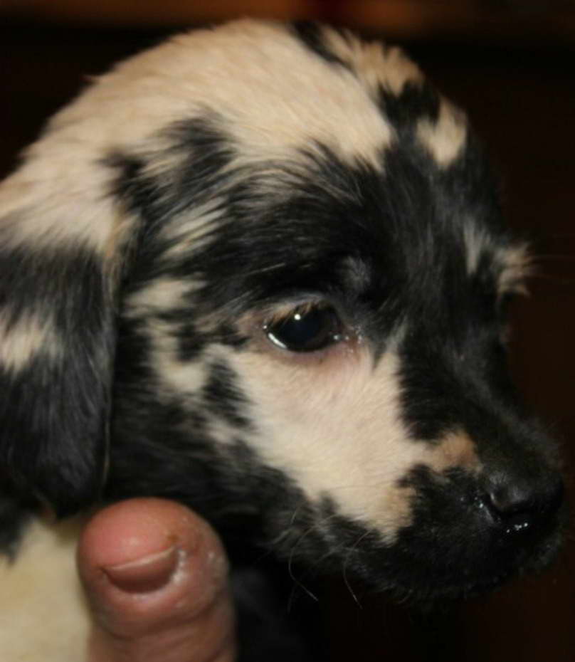 Chimera Labrador Puppies For Sale