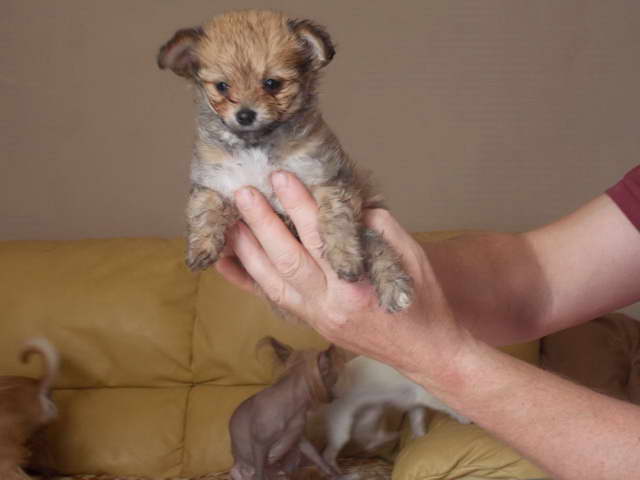 Chinese Crested Chihuahua Mix For Sale