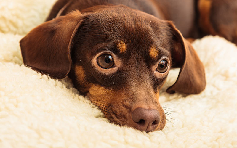 Chiuaua Dachshund Mix Puppies