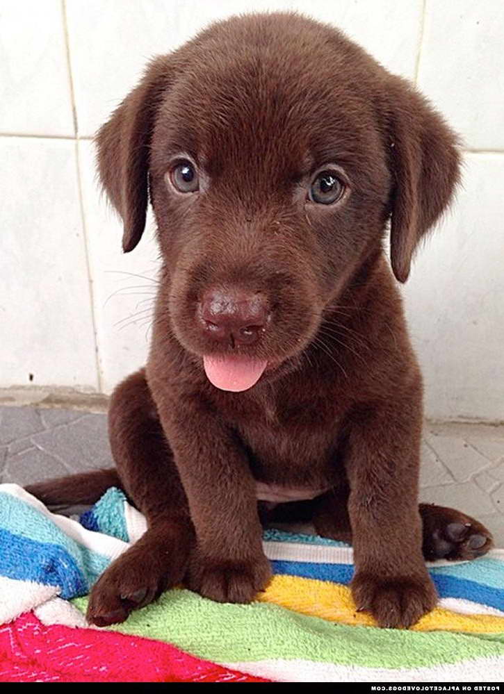 Choclate Labrador Puppy