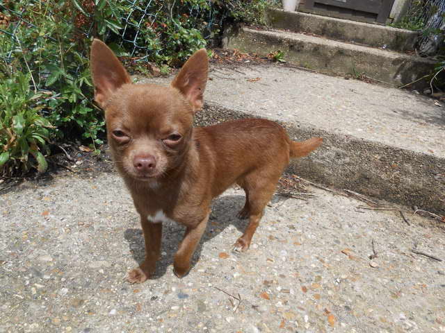 Chocolate Brown Chihuahua For Sale