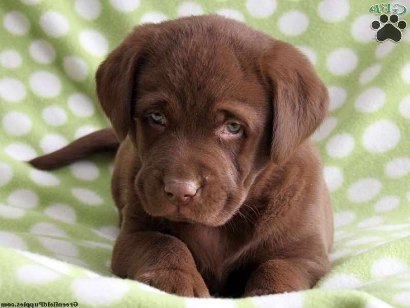 Chocolate Brown Labrador Puppy For Sale