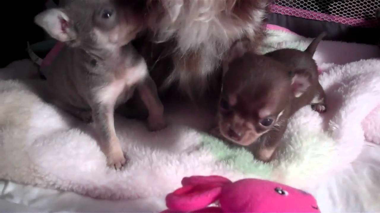 Chocolate Chihuahua Puppy For Sale