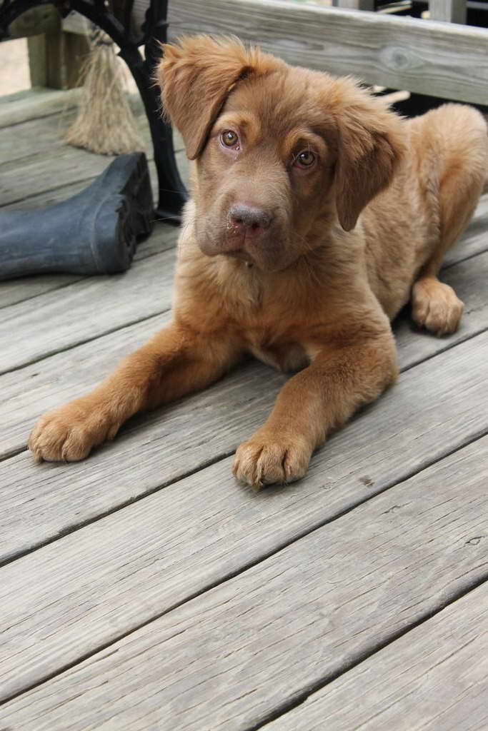 chocolate lab and golden retriever puppies