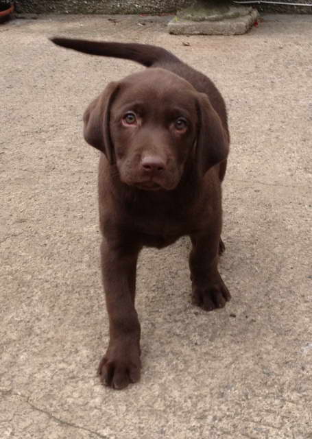 Chocolate Labrador Adoption