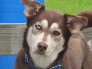 Chocolate Labrador And Husky Mix