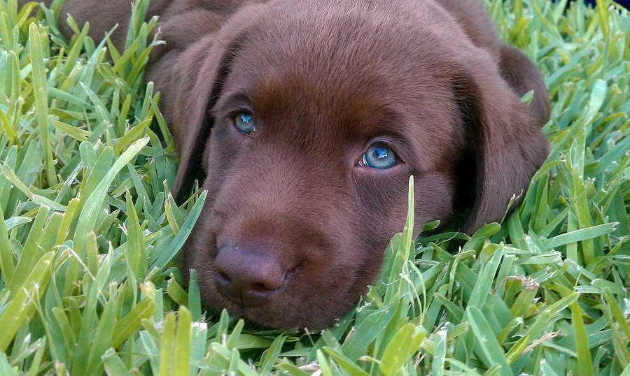 Chocolate Labrador Blue Eyes For Sale