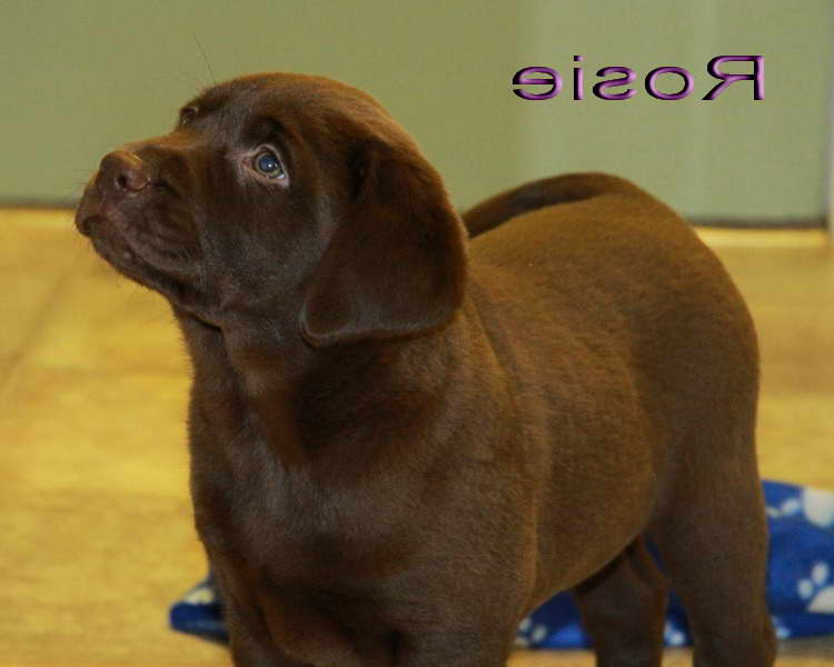 Chocolate Labrador Dog For Sale