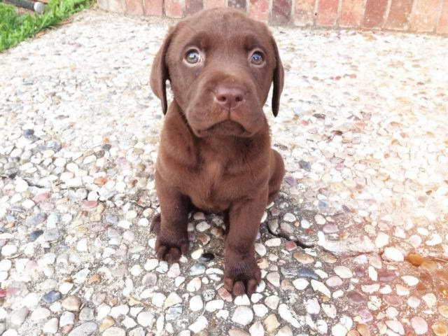 Chocolate Labrador For Sale In Texas