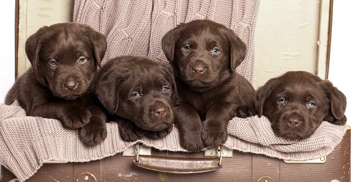 Chocolate Labrador Photo