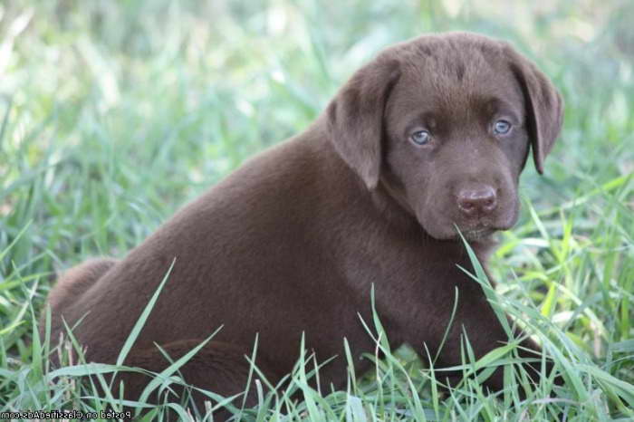 Chocolate Labrador Puppies Arkansas
