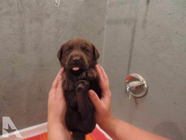 Chocolate Labrador Puppies For Sale In Georgia