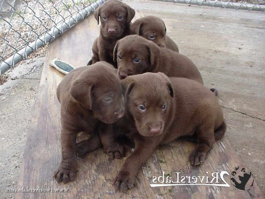 Chocolate Labrador Puppies For Sale In Indiana