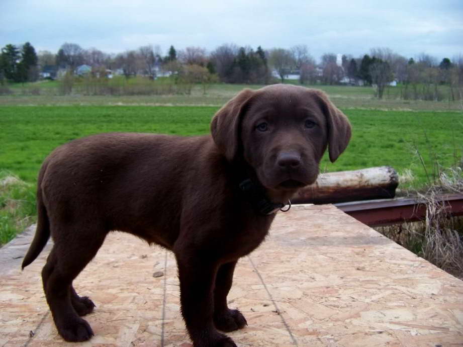 Chocolate Labrador Puppies For Sale In Michigan