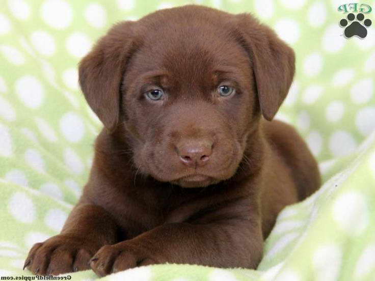 Chocolate Labrador Puppies For Sale In Pa PETSIDI