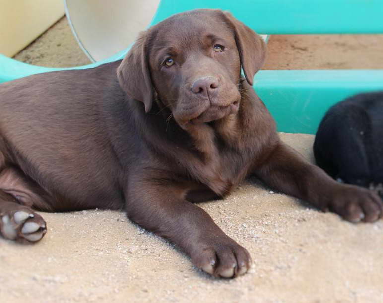 Chocolate Labrador Puppies For Sale In Sacramento
