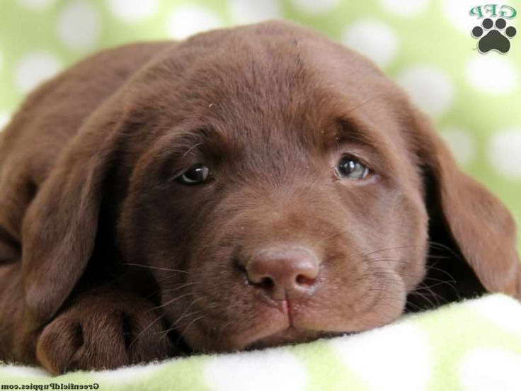 Chocolate Labrador Puppies For Sale In Southern California