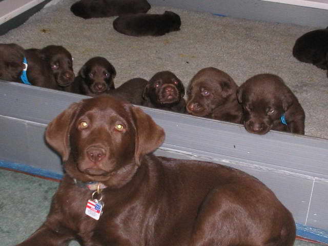 Chocolate Labrador Puppies For Sale In Virginia