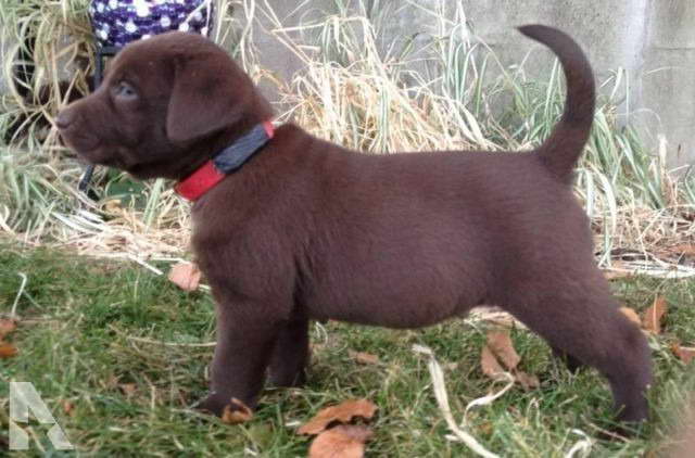 Chocolate Labrador Puppies For Sale In Washington
