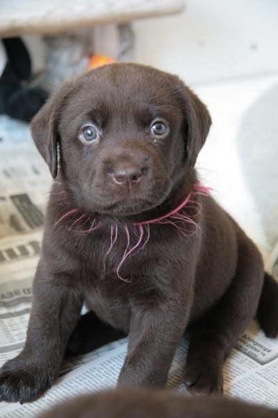 Chocolate Labrador Puppies For Sale Nj