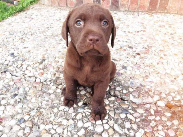 Chocolate Labrador Puppies In Texas