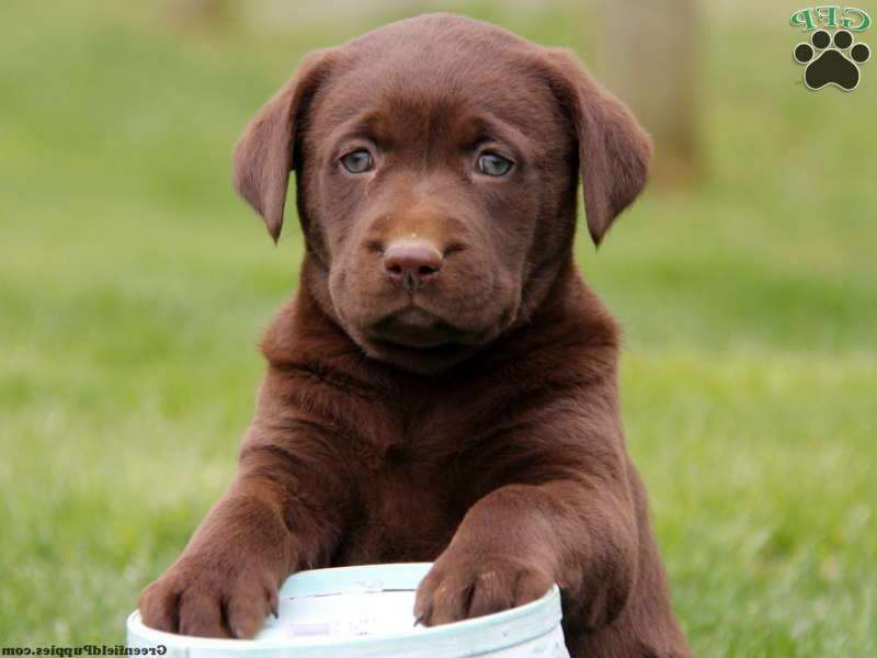 Chocolate Labrador Puppies Indiana