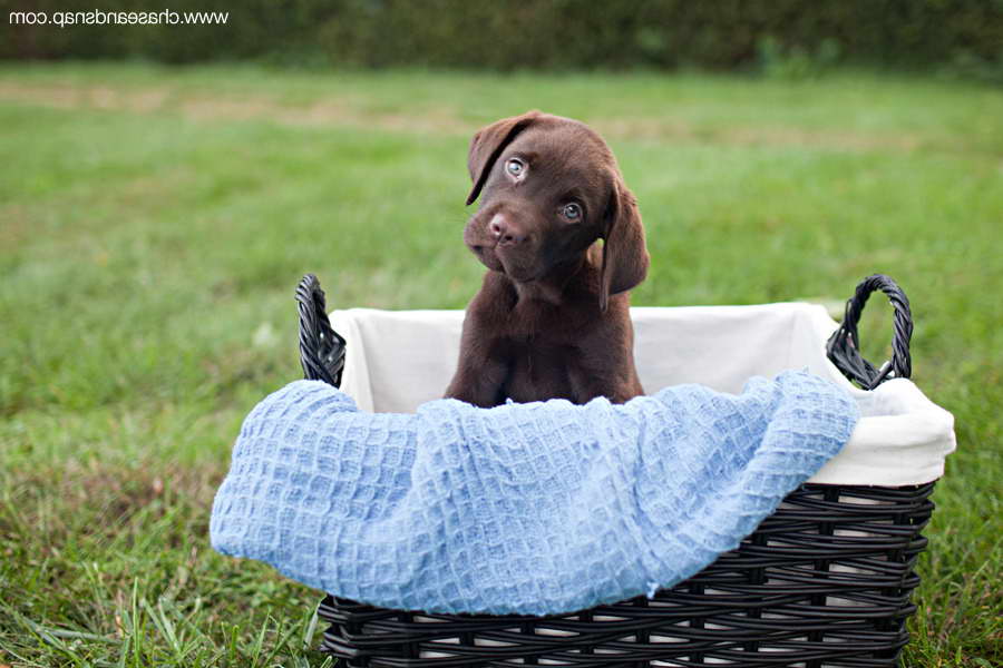 Chocolate Labrador Puppies Nj