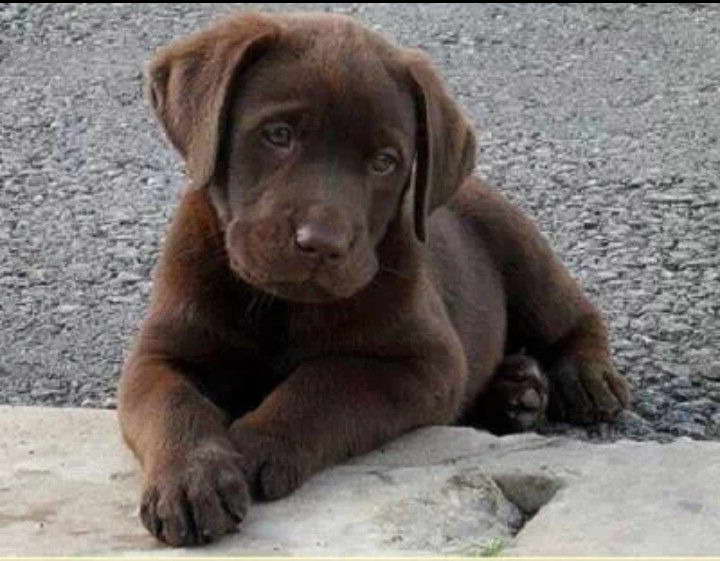 Chocolate Labrador Puppies Pa