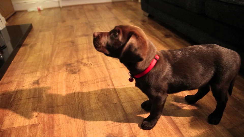 Chocolate Labrador Puppies Training