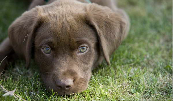 Chocolate Labrador Puppy Care