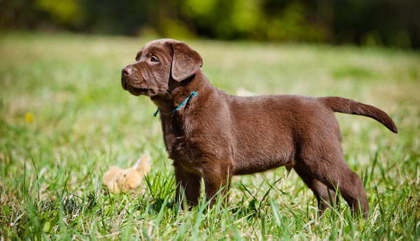 Chocolate Labrador Pups