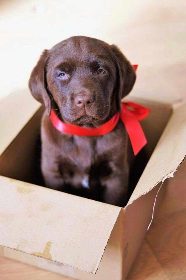 Chocolate Labrador Retriever Gifts