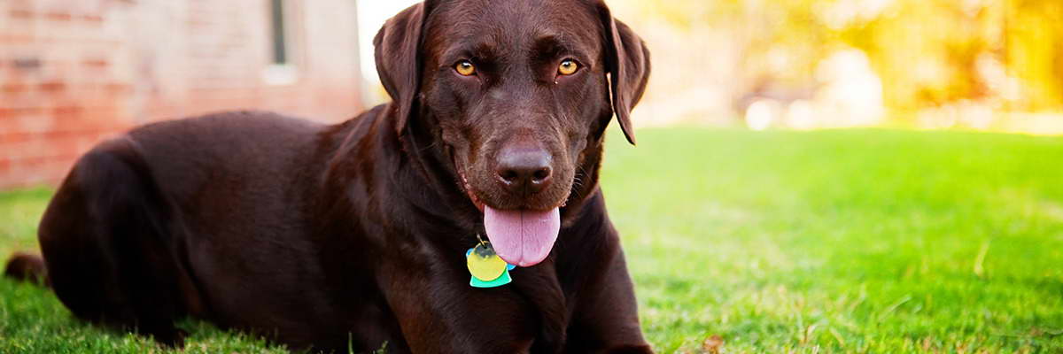 Chocolate Labrador Retriever Rescue