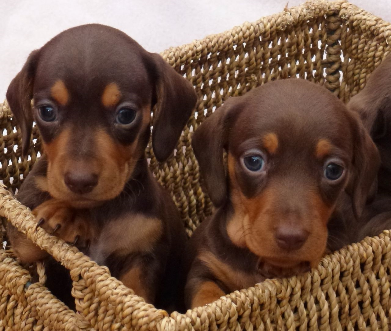 Chocolate Miniature Dachshund Puppies For Sale PETSIDI