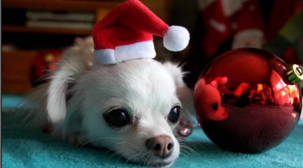 Christmas Chihuahua